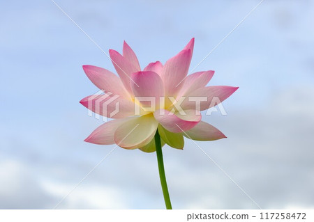 奈良藤原京遺址的蓮花 奈良藤原京遺址的蓮花 117258472