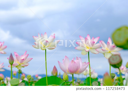 奈良藤原京遺址的蓮花 117258473