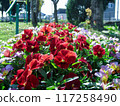 A red rose 117258490