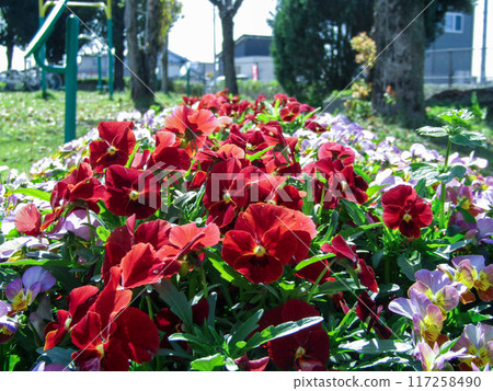 A red rose 117258490