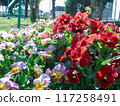 A red rose 117258491