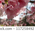 Cherry blossoms in full bloom bathed in spring sunlight 117258492