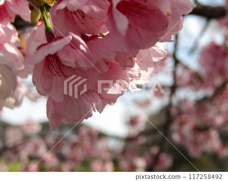 Cherry blossoms in full bloom bathed in spring sunlight 117258492