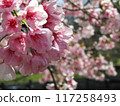 Beautiful pink cherry blossoms 117258493