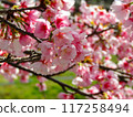 Kawazu cherry blossoms to announce the arrival of spring 117258494