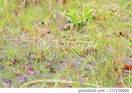 Group of plants Group of plants 117258660