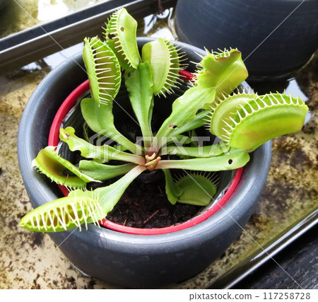 A carnivorous plant that captures insects for nutrients 117258728