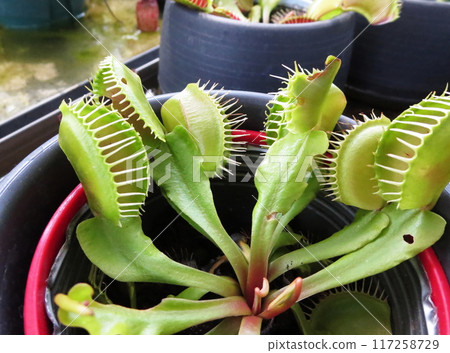 一種肉食性植物，捕捉昆蟲並將其作為營養物質。 117258729