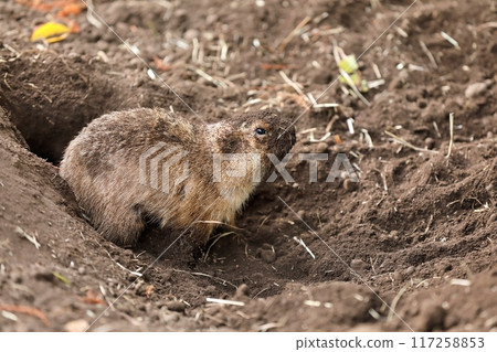 A muddy prairie dog repairing its burrow 117258853