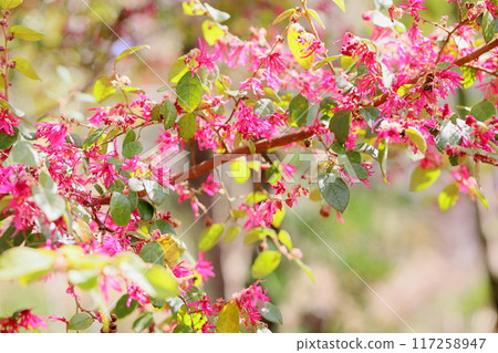 Akabanatokiwamansaku flower Akabanatokiwamansaku flower 117258947