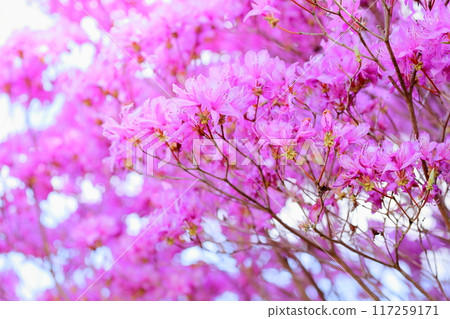 Tosa Mitsuba Azalea flowers in full bloom Tosa Mitsuba Azalea flowers in full bloom 117259171