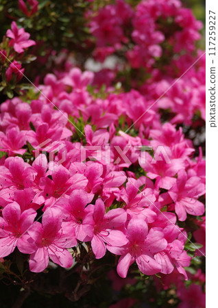 Azalea 117259227