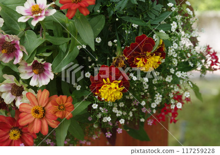 Flower landscape 117259228