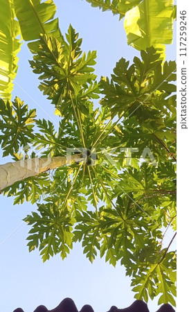 view of the papaya plantation from below and in the morning, the plants are fresh and green view of the papaya plantation from below and in the morning, the plants are fresh and green 117259246