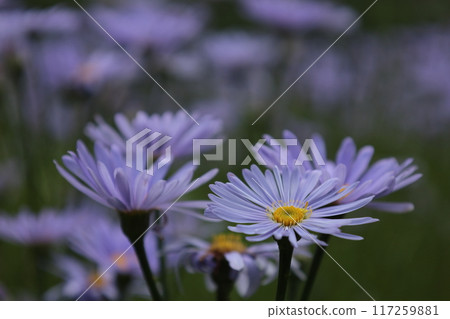 Purple chrysanthemums of the mountain village Purple chrysanthemums of the mountain village 117259881