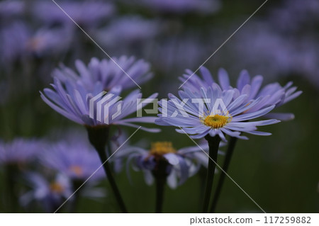 Purple chrysanthemums of the mountain village Purple chrysanthemums of the mountain village 117259882