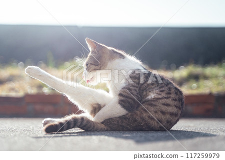 放鬆在瀝青路上的貓① 117259979