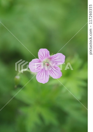 Pink flowers of the white mountain bellflower 117260355