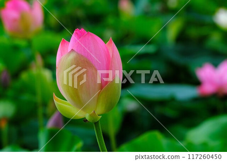 Landscape with lotus flowers and buds Landscape with lotus flowers and buds 117260450