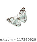 Vintage butterfly. Esoteric moth symbol. Hand drawn watercolor illustration on transparent background. Design element for natural patterns, floral card, dress prints. Beautiful retro nature sticker 117260929