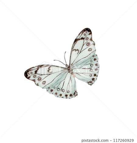 Vintage butterfly. Esoteric moth symbol. Hand drawn watercolor illustration on transparent background. Design element for natural patterns, floral card, dress prints. Beautiful retro nature sticker Vintage butterfly. Esoteric moth symbol. Hand drawn watercolor illustration on transparent background. Design element for natural patterns, floral card, dress prints. Beautiful retro nature sticker 117260929