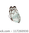 Vintage butterfly. Esoteric moth symbol. Hand drawn watercolor illustration on transparent background. Design element for natural patterns, floral card, dress prints. Beautiful retro nature sticker 117260930
