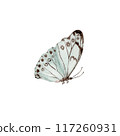 Vintage butterfly. Esoteric moth symbol. Hand drawn watercolor illustration on transparent background. Design element for natural patterns, floral card, dress prints. Beautiful retro nature sticker 117260931