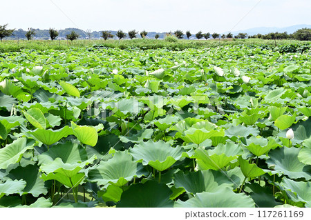霞浦湖廣闊的荷花田 117261169