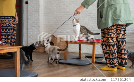 Group of cats living in cat cafe. Cat cafe are a type of coffee shop where patrons can play with cats that roam freely around the establishment. 117261264