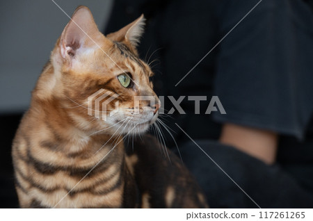 Close up of curious Bengal cat. 117261265