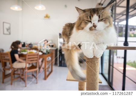 Boring Persian cat stay on a wooden cat tree in human house. A cat tree is an artificial structure for a cat to play. 117261287