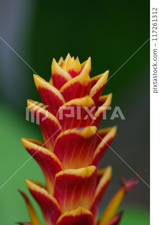 蒙大拿州 Aphellandra 花穗在雨中濕漉漉的 117261312