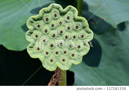 霞浦湖廣闊的荷花田 117261338