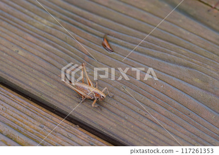 女 科巴尼·希梅吉斯 117261353