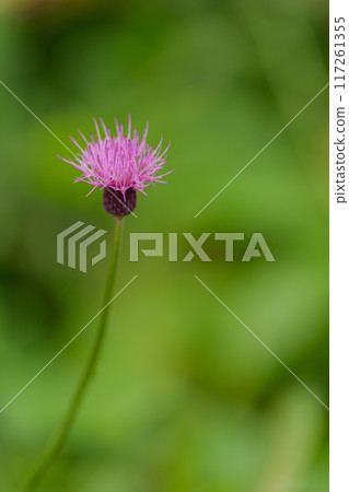 一朵單一的花薊 117261355