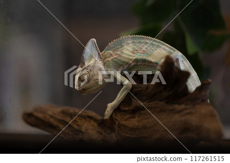 克里斯多福·帕森變色龍 117261515