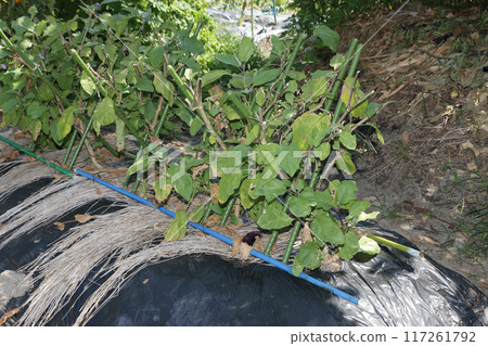 Renewal pruning of eggplants before Obon Renewal pruning of eggplants before Obon 117261792