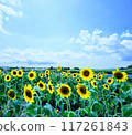 Summer blue sky and one sunflower field 117261843