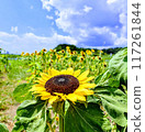 Landscape with summer flowers 117261844