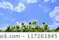 Sunflowers growing in the summer sky 117261845