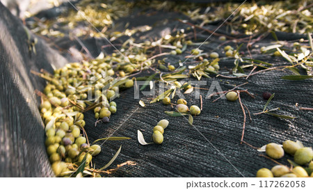 Harvesting of olives for the extra virgin oil Harvesting of olives for the extra virgin oil 117262058