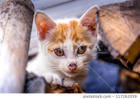 Cute kitten looking at the camera ~Kuu~ Cute kitten looking at the camera ~Kuu~ 117262059