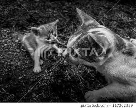 Mother and Child Time ~Mother and Child Cats~ 117262339