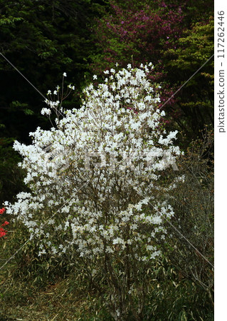 Azaleas at Torimiyama Park 117262446