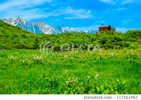 Flower fields and the Hakuba mountain range 117262462