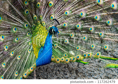 Peacock with spread wings Peacock with spread wings 117262479