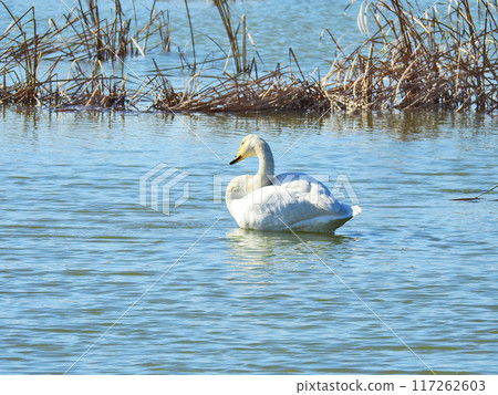A beautiful whooper swan flies into the pond A beautiful whooper swan flies into the pond 117262603