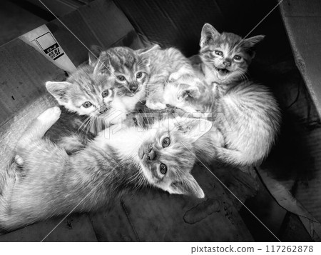 Innocent kittens ~ individuality ~ Innocent kittens ~ individuality ~ 117262878