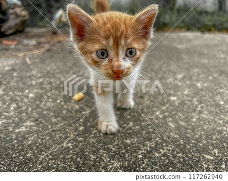 近距離接觸～小貓靠近～ 117262940