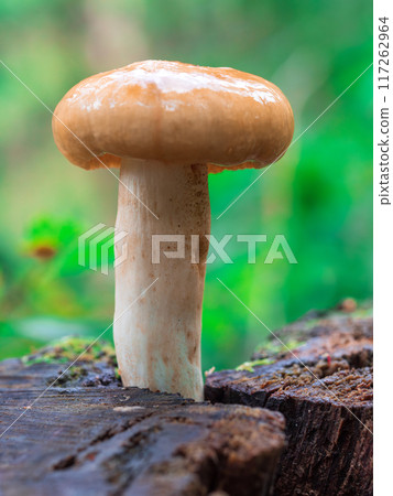 Close-up mushroom. Chroogomphus rutilus, commonly known as the brown slimecap or the copper spike growing on a stump. Close-up mushroom. Chroogomphus rutilus, commonly known as the brown slimecap or the copper spike growing on a stump. 117262964